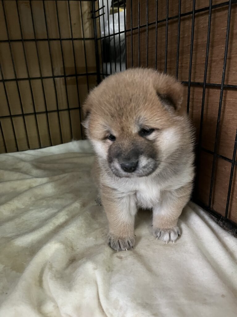 タヌキ顔　おっとり娘